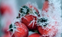Szauna felöntések november